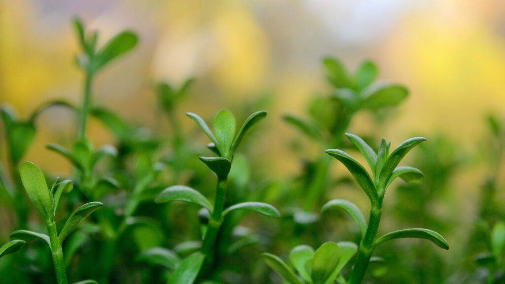 Adaptogeny Bacopa Monnieri