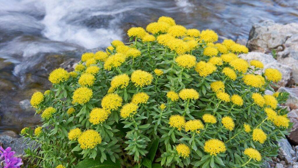 Adaptogeny Rhodiola Rosea