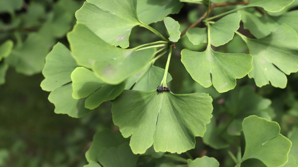 Naturalne suplementy na poprawę koncentracji Ginko Biloba