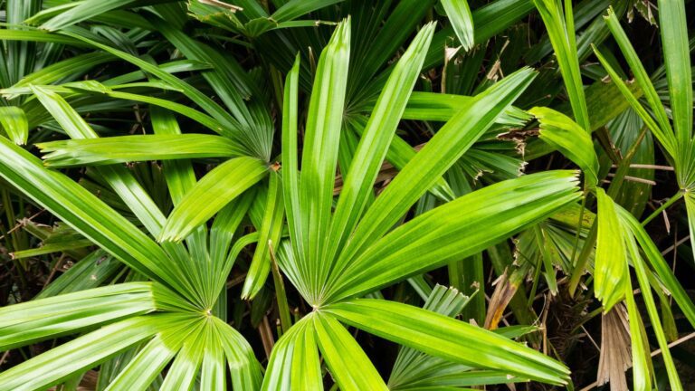 Saw palmetto