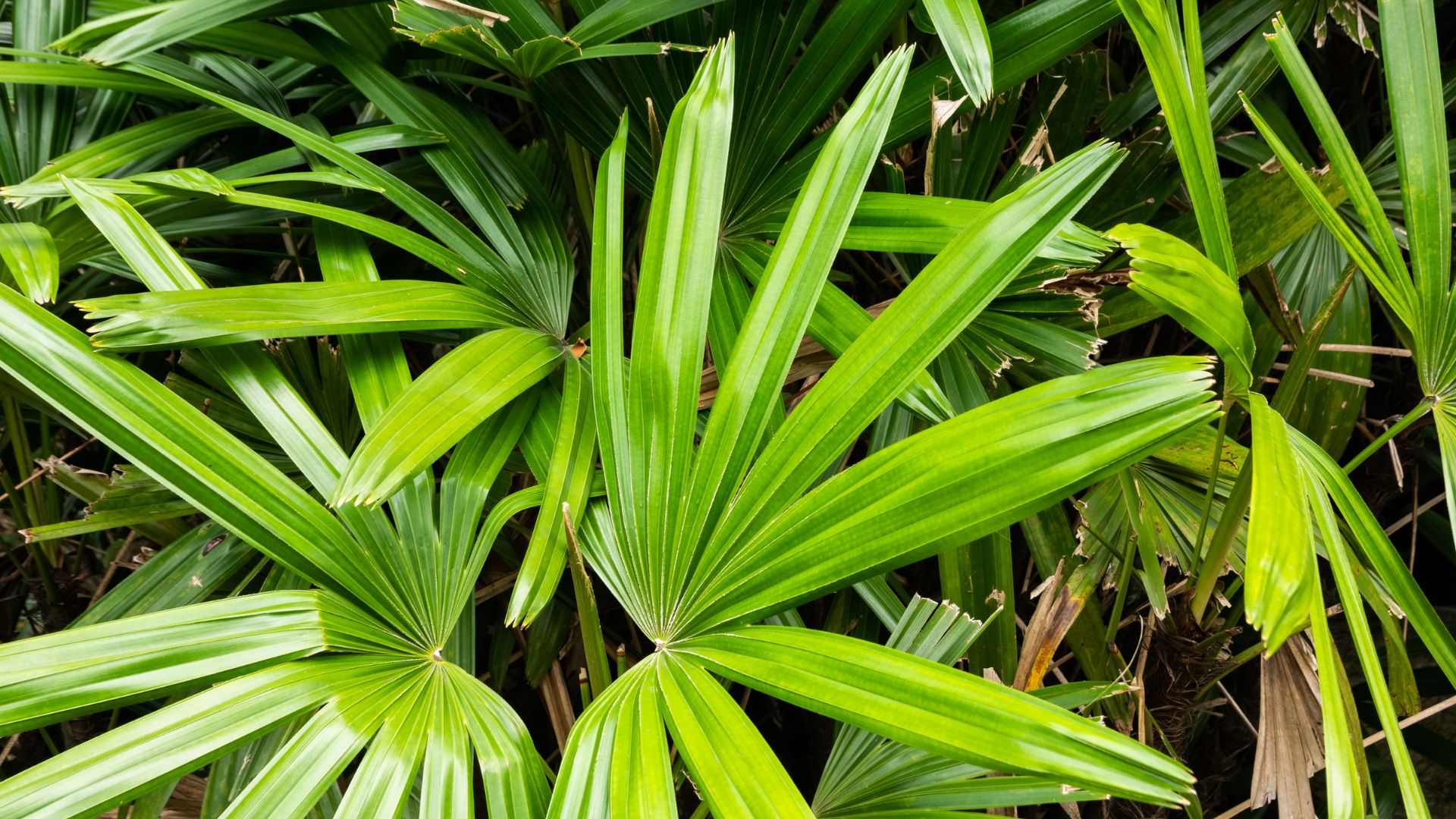 Saw palmetto